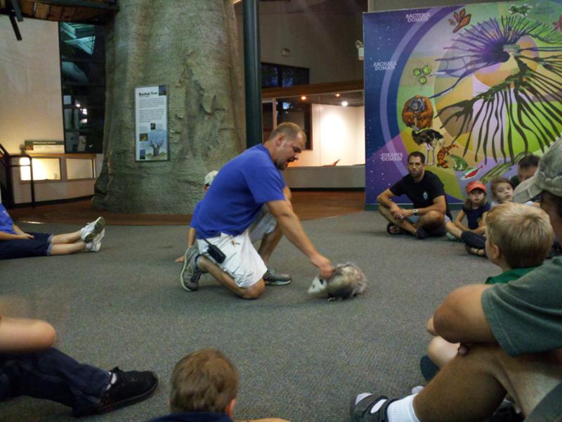 title goes here Scott shows how tame an opossum can be