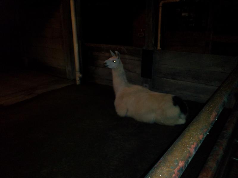Llamas must never sleep. This one placidly watched the entire scout scavenger hunt. Llamas must never sleep. This one placidly watched the entire scout scavenger hunt.