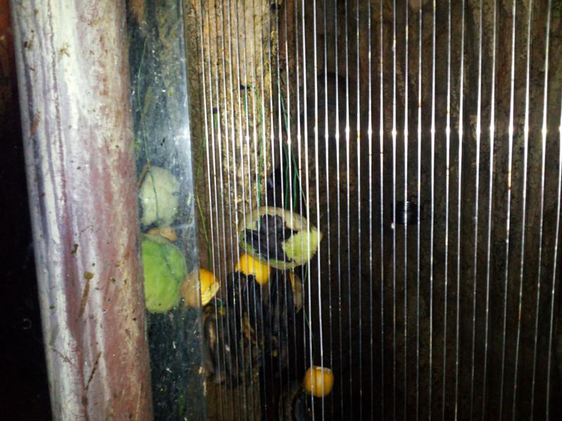 Tropical fruit bats, 2400 of them live in this room! Tropical fruit bats, 2400 of them live in this room!
