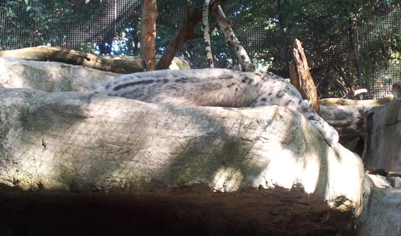 The snow leopard blends right in with its rock. The snow leopard blends right in with its rock.