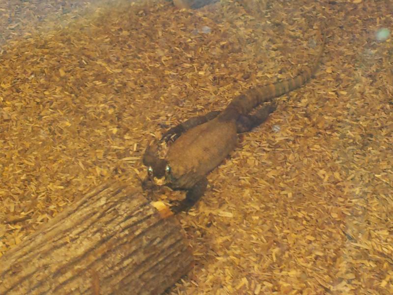 The zoo lost their big komodo dragon, but the little ones are adorable! The zoo lost their big komodo dragon, but the little ones are adorable!