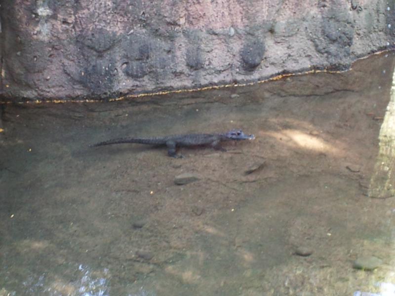 Dwarf African Crocodiles don't know they are miniature.