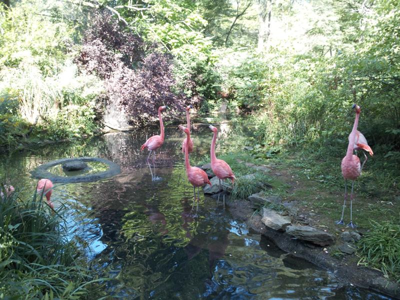 The flamingos proved popular with our bird lovers.