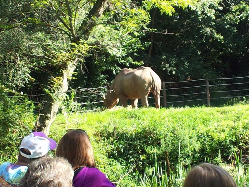 Black rhino, not your little sister's pony. Black rhino, not your little sister's pony.