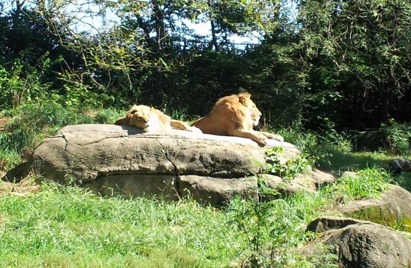 The lions are born to rule, zoo or savannah. The lions are born to rule, zoo or savannah.