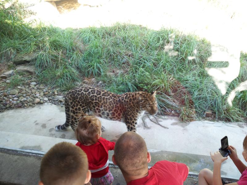The Amur Leopard is both beautiful and exceedingly rare.