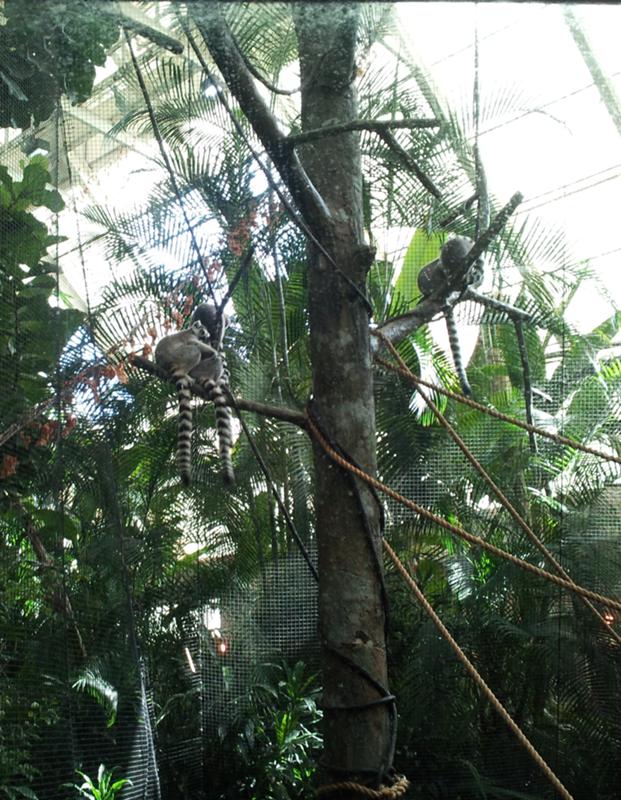 Is that King Julian there on the left? Is that King Julian there on the left?