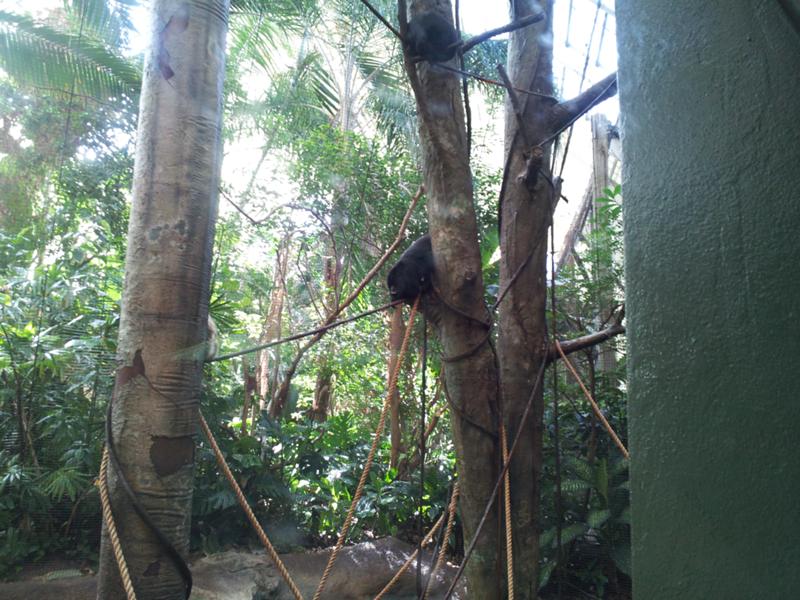 Not, that's not a scout. It is a howler monkey. Not, that's not a scout. It is a howler monkey.