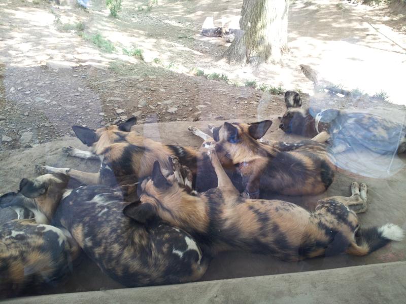 The African Painted Dogs are one of my favorites. They just look so cuddly.