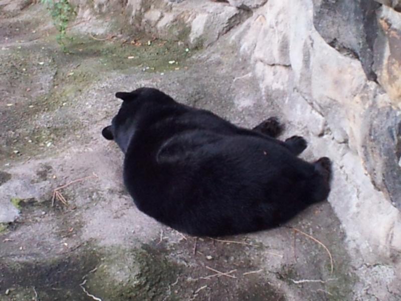 Where does a 400 lbs bear sleep?  Anywhere it wants.