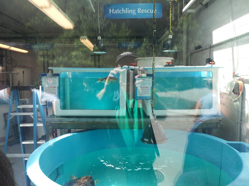 The sea turtle rescue tank. The sea turtle rescue tank.