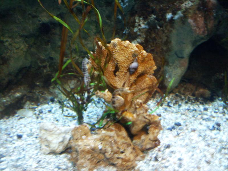 The aquarium was popular, as were these seahorses.
