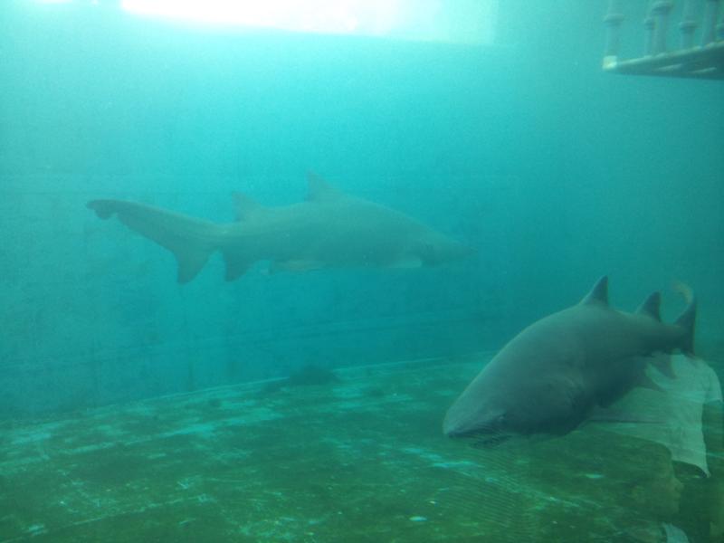 Kids love sharks. Behind glass of course. Kids love sharks. Behind glass of course.